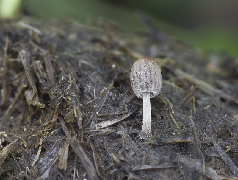 Coprinus miser